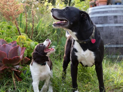 casetas para perros caseras